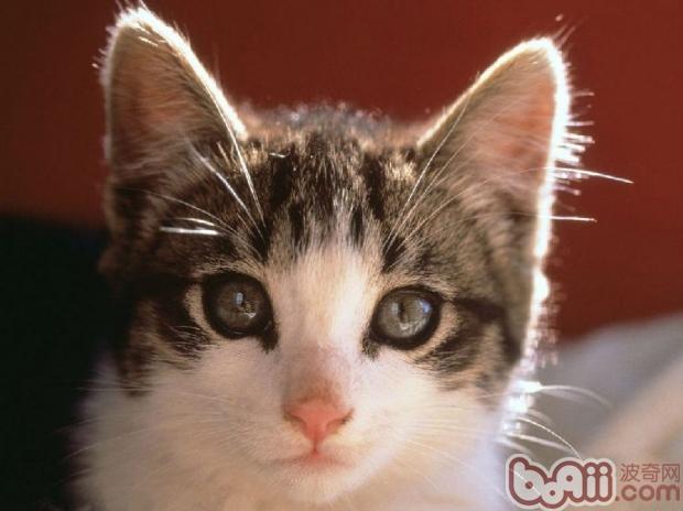 貓咪漂亮的眼睛