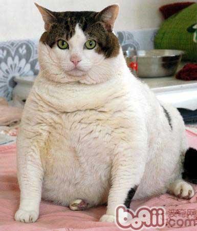 肥胖的貓咪