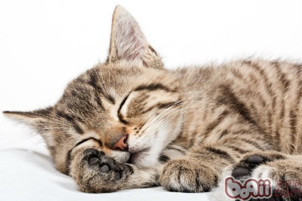 貓咪究竟能不能和人一起睡呢？