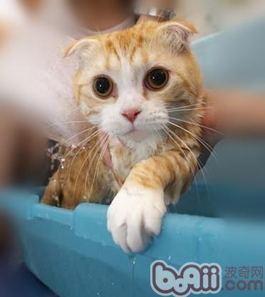 洗澡的貓咪