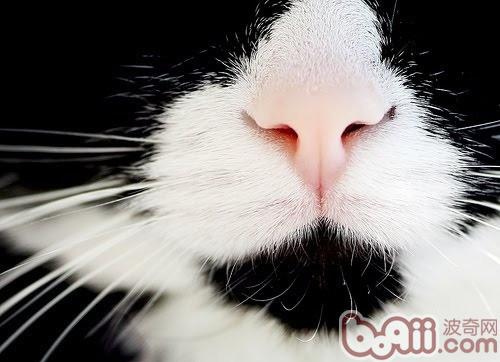 貓咪鼻子