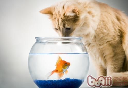 貓吃魚
