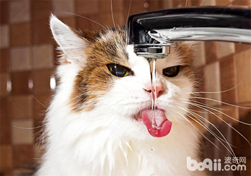 貓咪脫水