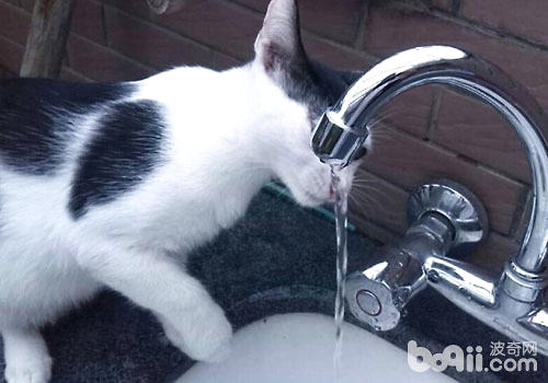 喝水的貓咪