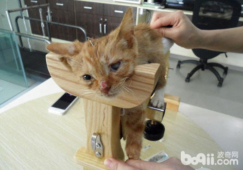 貓咪針灸