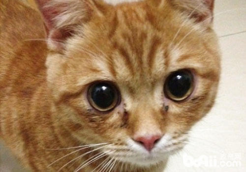 大多數貓咪都有一雙明亮的眼睛