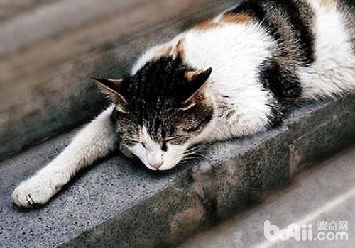 自發性膀胱炎對於貓咪是一種折磨