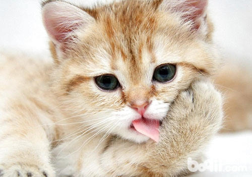 嘔吐是貓咪疾病的常見症狀