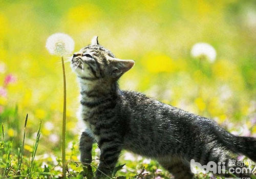 在小區中噴灑除草劑後被貓咪玩耍中誤食會引起中毒