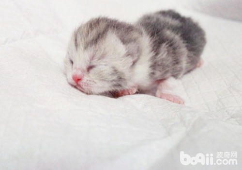 新生兒的溶血症是導致仔貓死亡的原因之一