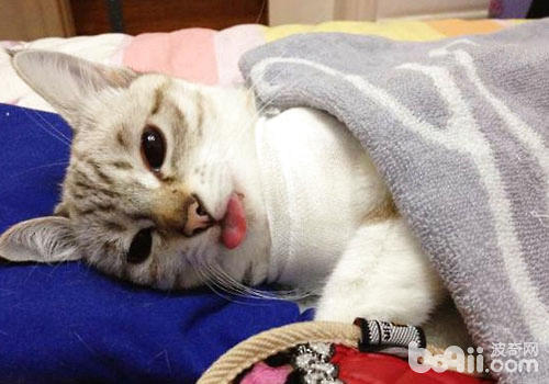 手術之後的貓咪更需要照顧