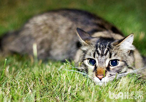 貓咪在草叢玩耍中可能會被蚊蟲叮咬