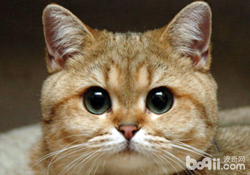 在平時，貓咪的眼睛是很可愛的