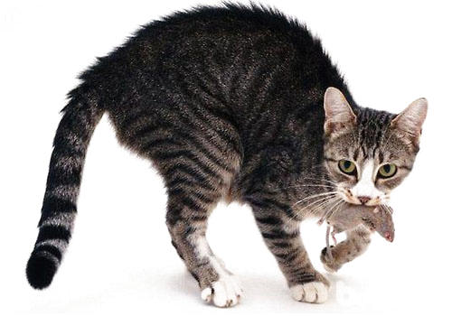貓吃老鼠也是弓形蟲感染的途徑之一