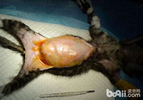 確診後給貓咪做巨結腸切除術