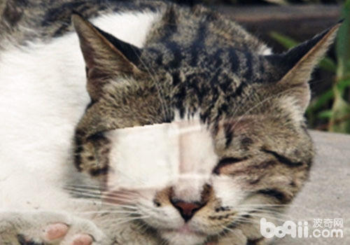 貓咪眼睛如果不注意護理，會有產生很多眼部疾病