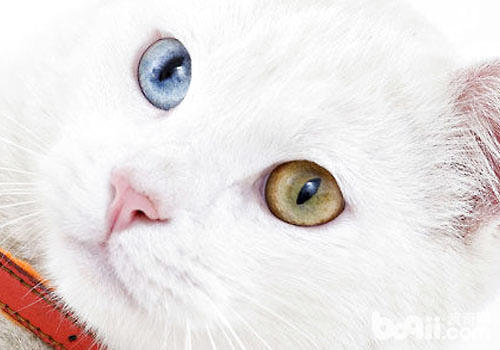 貓咪的眼睛是一件藝術品