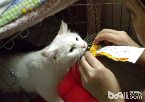貓吃營養膏