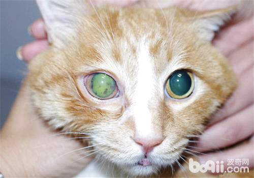 貓咪眼部感染繼發青光眼