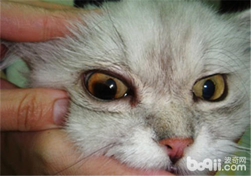 貓咪青光眼導致眼球變大