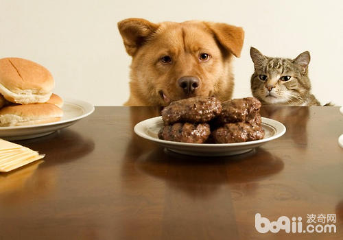 對於食物過敏的貓咪一定要注意食物的選擇