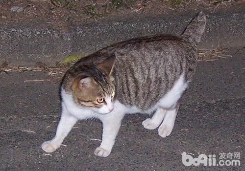 日本短尾貓