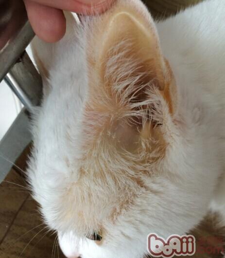 圖 2  貓咪耳部、面部黃染嚴重