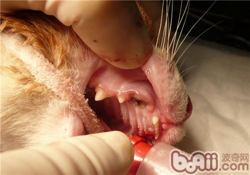貓蛀牙治療