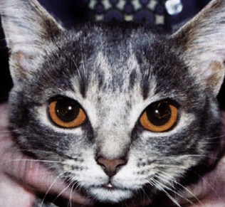 此圖是抑制患有先天性門靜脈短路的1歲雌性已絕育短毛貓，注意她的瞳孔顏色。