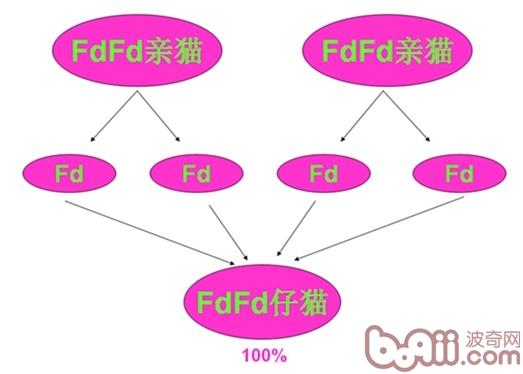圖3：兩只FdFd基因型的親貓交配，所生的仔貓有100%的幾率為FdFd基因型