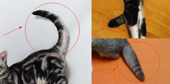 圖6：左邊為正常貓咪的尾巴，右邊為兩只發病折耳貓的僵硬尾巴