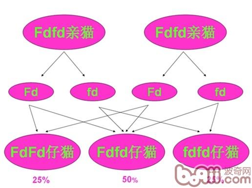 圖1：兩只Fdfd基因型的親貓交配，所生的仔貓有25%的幾率為FdFd基因型