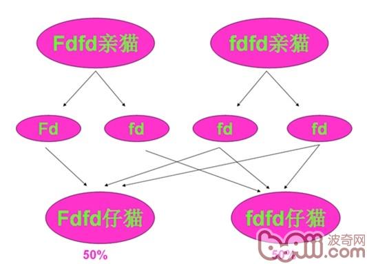 圖4：Fdfd基因型的親貓與fdfd基因型的親貓交配，所生的仔貓中就不會出現FdFd基因型