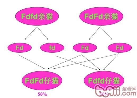圖2： Fdfd基因型的親貓與FdFd基因型的親貓交配，所生的仔貓有50%的幾率為FdFd基因型