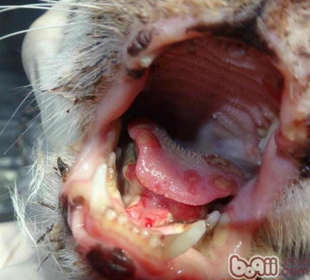 圖1 舌面上多處潰瘍（如箭頭所示）