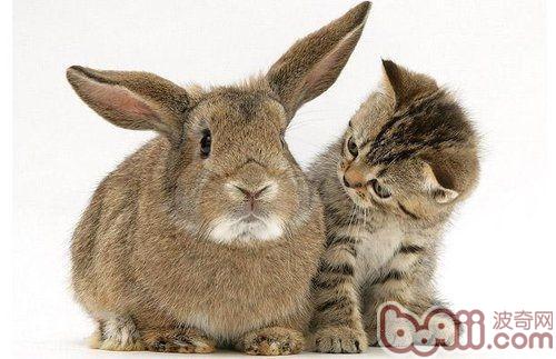 貓咪和兔子