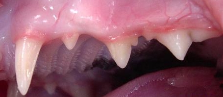 輕度的牙周炎，只有輕度的牙結石，牙周組織未見明顯損傷