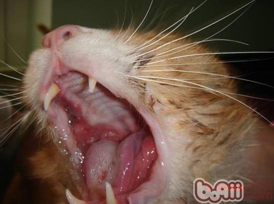 典型的口腔粘膜潰瘍和糜爛。貓的牙周炎基本上不會有這種情況，但是貓的慢性口炎則多見這種情況