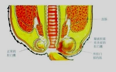 貓肛周囊解剖圖片