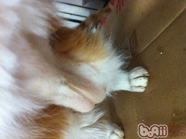 上圖脂肪肝貓咪腹部雖有下垂的脂肪，但是皮膚松弛發黃，