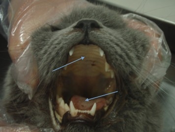 貓咪口腔潰瘍，口腔黏膜黃染