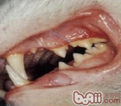 貓的牙龈炎