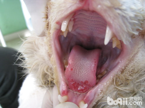 圖5 杯狀病毒引起的舌緣潰瘍