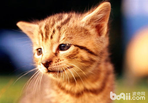 貓血巴爾通體病又稱為貓的傳染性貧血