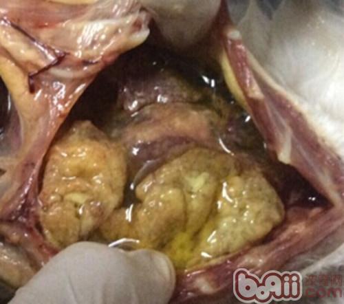 胸腔內有明顯黃色滲出液，肺髒正常形狀不可見。
