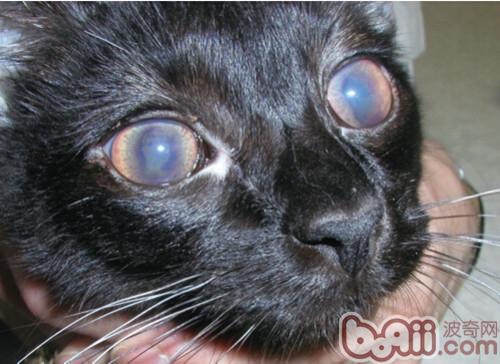 非滲出型，在眼睛表現為葡萄膜炎