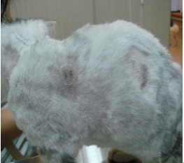感染霉菌的貓咪身上脫毛的圓形塊