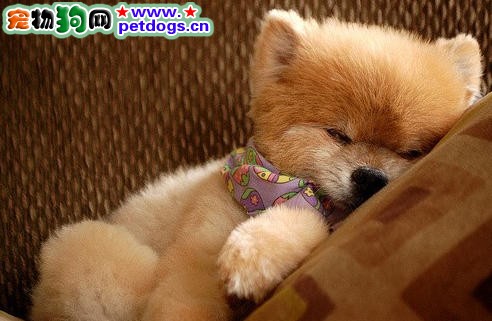 原來狗狗的睡姿都是有講究的，你知道幾個呢？