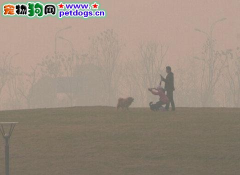霧霾天氣中我們怎麼保護狗狗？