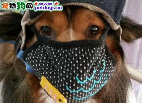 霧霾天氣中我們怎麼保護狗狗？